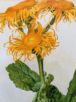 Pure Sunshine 'Inula Roylei' Chromolithograph 1903 (4 of 4) Pure Sunshine 'Inula Roylei' Chromolithograph 1903 (4 of 4)