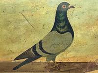 Decorative Sporting Early 20th Century Oil Canvas Painting English Racing Pigeon (5 of 35) Decorative Sporting Early 20th Century Oil Canvas Painting English Racing Pigeon (5 of 35)