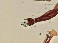 Large University Anatomical Chart “Muscles” by Turner (6 of 7) Large University Anatomical Chart “Muscles” by Turner (6 of 7)