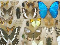 Large Antique Specimen Butterfly & Insect Case (4 of 9) Large Antique Specimen Butterfly & Insect Case (4 of 9)