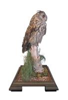 Fine Example of a Long Eared Owl in Glass Case (3 of 5) Fine Example of a Long Eared Owl in Glass Case (3 of 5)