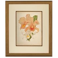 Magnificent Cattleya Trianae Orchid Chromolithograph. Robinson. 1871-1881 (2 of 3) Magnificent Cattleya Trianae Orchid Chromolithograph. Robinson. 1871-1881 (2 of 3)