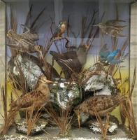 Taxidermy Edwardian Case of 7 Birds Inc: Kingfisher, Snipe, Moorhen & Woodcock (15 of 15) Taxidermy Edwardian Case of 7 Birds Inc: Kingfisher, Snipe, Moorhen & Woodcock (15 of 15)