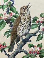 Watercolour "Chirping Song Thrush Bird" Signed Charles Frederick Tunnicliffe OBE RA 1901-1979 (3 of 35) Watercolour "Chirping Song Thrush Bird" Signed Charles Frederick Tunnicliffe OBE RA 1901-1979 (3 of 35)