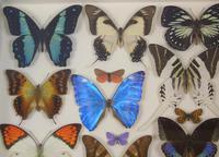 Antique Specimen Butterfly Case (6 of 7) Antique Specimen Butterfly Case (6 of 7)