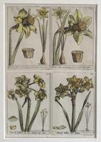 18th Century French Hand Coloured Botanical Copperplate Engravings (3 of 6) 18th Century French Hand Coloured Botanical Copperplate Engravings (3 of 6)