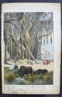 6 Framed Animal Coloured Pictures Plates C1877 Sketches from Nature - India (6 of 14) 6 Framed Animal Coloured Pictures Plates C1877 Sketches from Nature - India (6 of 14)