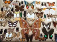 Large Antique Specimen Butterfly & Insect Case (2 of 10) Large Antique Specimen Butterfly & Insect Case (2 of 10)