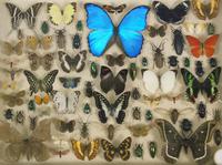 Good Antique Butterfly & Insect Specimens Collection (7 of 7) Good Antique Butterfly & Insect Specimens Collection (7 of 7)