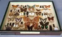 Large Antique Specimen Butterfly & Insect Case (9 of 10) Large Antique Specimen Butterfly & Insect Case (9 of 10)