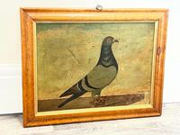 Decorative Sporting Early 20th Century Oil Canvas Painting English Racing Pigeon (29 of 35) Decorative Sporting Early 20th Century Oil Canvas Painting English Racing Pigeon (29 of 35)