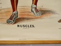 Large University Anatomical Chart “Muscles” by Turner (4 of 7) Large University Anatomical Chart “Muscles” by Turner (4 of 7)