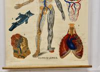 Large University Anatomical Chart “Veins and Lungs” by Turner (4 of 6) Large University Anatomical Chart “Veins and Lungs” by Turner (4 of 6)