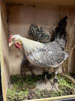 Item Additional Image