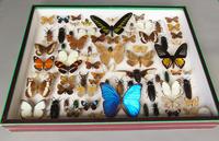 Large Antique Butterfly & Insect Specimen Case (3 of 7) Large Antique Butterfly & Insect Specimen Case (3 of 7)