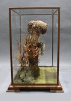 Fine Edwardian Cased Taxidermy Kestrel (5 of 10) Fine Edwardian Cased Taxidermy Kestrel (5 of 10)