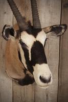 Taxidermy Gemsbok (3 of 6) Taxidermy Gemsbok (3 of 6)