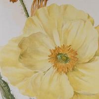 Meconopsis Integrifolia Chromolithograph Henry G Moon. 1903 (4 of 4) Meconopsis Integrifolia Chromolithograph Henry G Moon. 1903 (4 of 4)