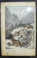 6 Framed Animal Coloured Pictures Plates C1877 Sketches From Nature - N Europe & Lapland (6 of 11) 6 Framed Animal Coloured Pictures Plates C1877 Sketches From Nature - N Europe & Lapland (6 of 11)