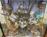 Taxidermy Edwardian Case of 7 Birds Inc: Kingfisher, Snipe, Moorhen & Woodcock (8 of 15) Taxidermy Edwardian Case of 7 Birds Inc: Kingfisher, Snipe, Moorhen & Woodcock (8 of 15)