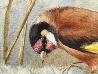Ornithological Watercolour Finches Birds Study by Florence Barlow Royal Doulton (8 of 40) Ornithological Watercolour Finches Birds Study by Florence Barlow Royal Doulton (8 of 40)