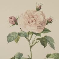 Rosa Alba Regalis Lithograph. After Pierre-Joseph Redoute. 1951 (2 of 4) Rosa Alba Regalis Lithograph. After Pierre-Joseph Redoute. 1951 (2 of 4)