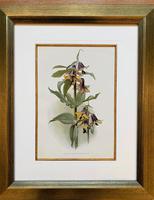 Stunning 'Fritillaria' Chromolithograph. Henry G Moon. 1903 (4 of 4) Stunning 'Fritillaria' Chromolithograph. Henry G Moon. 1903 (4 of 4)