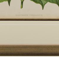 Vibrant 'Eranthemum Chinnabarinium' Chromolithograph 1871-1881 (2 of 4) Vibrant 'Eranthemum Chinnabarinium' Chromolithograph 1871-1881 (2 of 4)