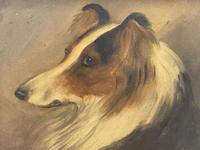 Pair of Scottish 19th Century Oil Paintings Rough Collie Dog Portraits After George Washington Brownlow (11 of 49) Pair of Scottish 19th Century Oil Paintings Rough Collie Dog Portraits After George Washington Brownlow (11 of 49)