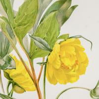Elegant 'Yellow Peonia' Chromolithograph 1903 (4 of 4) Elegant 'Yellow Peonia' Chromolithograph 1903 (4 of 4)