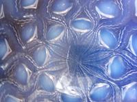 Rene Lalique Bulbes No 2 Opalescent Plate (6 of 8) Rene Lalique Bulbes No 2 Opalescent Plate (6 of 8)