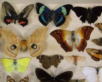 Antique Butterfly and Moth Cased Specimen Collection (3 of 7) Antique Butterfly and Moth Cased Specimen Collection (3 of 7)