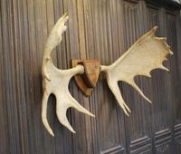 Swedish Elk Antlers (4 of 5) Swedish Elk Antlers (4 of 5)