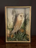 Decorative Cased Taxidermy Barn Owl (6 of 10) Decorative Cased Taxidermy Barn Owl (6 of 10)