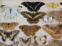 Antique Butterfly & Moth Cased Specimen Collection (4 of 8) Antique Butterfly & Moth Cased Specimen Collection (4 of 8)