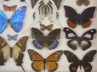 Antique Specimen Butterfly Case (3 of 7) Antique Specimen Butterfly Case (3 of 7)