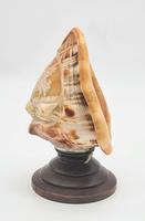 Vintage Italian Carved Cameo Conch Shell Lamp (2 of 5) Vintage Italian Carved Cameo Conch Shell Lamp (2 of 5)