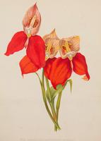 Disa Grandiflora 'Var Superba Barrelli' Chromolithograph. The Garden 1871-1881 (2 of 4) Disa Grandiflora 'Var Superba Barrelli' Chromolithograph. The Garden 1871-1881 (2 of 4)