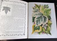1872 The Ivy A Monograph Comprising The History Etc Of The Plant By Shirley Hibberd 1st Edition (4 of 6) 1872 The Ivy A Monograph Comprising The History Etc Of The Plant By Shirley Hibberd 1st Edition (4 of 6)