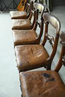 6 William IV Walnut Dining Chairs (7 of 9) 6 William IV Walnut Dining Chairs (7 of 9)