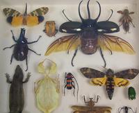 Fabulous Antique Collection Cased Insect & Butterfly Specimens (5 of 7) Fabulous Antique Collection Cased Insect & Butterfly Specimens (5 of 7)