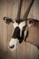 Taxidermy Gemsbok (4 of 6) Taxidermy Gemsbok (4 of 6)