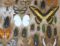 Large Antique Specimen Butterfly & Insect Case (6 of 9) Large Antique Specimen Butterfly & Insect Case (6 of 9)