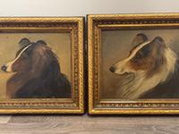 Pair of Scottish 19th Century Oil Paintings Rough Collie Dog Portraits After George Washington Brownlow (4 of 49) Pair of Scottish 19th Century Oil Paintings Rough Collie Dog Portraits After George Washington Brownlow (4 of 49)