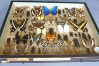 Large Antique Specimen Butterfly & Insect Case (3 of 9) Large Antique Specimen Butterfly & Insect Case (3 of 9)