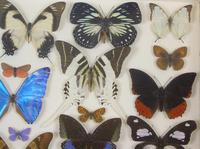 Antique Specimen Butterfly Case (4 of 7) Antique Specimen Butterfly Case (4 of 7)