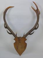 Large Set of Antique Antlers on Shield Hunting Trophy (5 of 6) Large Set of Antique Antlers on Shield Hunting Trophy (5 of 6)