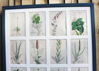 James Sowerby Lovely Collection of 16 Botanicals (2 of 4) James Sowerby Lovely Collection of 16 Botanicals (2 of 4)