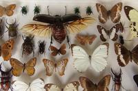 Large Antique Specimen Butterfly & Insect Case (5 of 7) Large Antique Specimen Butterfly & Insect Case (5 of 7)