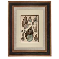 Hand Coloured 'Seashells Two' Lithograph. Goldsmith 1875 (4 of 4) Hand Coloured 'Seashells Two' Lithograph. Goldsmith 1875 (4 of 4)